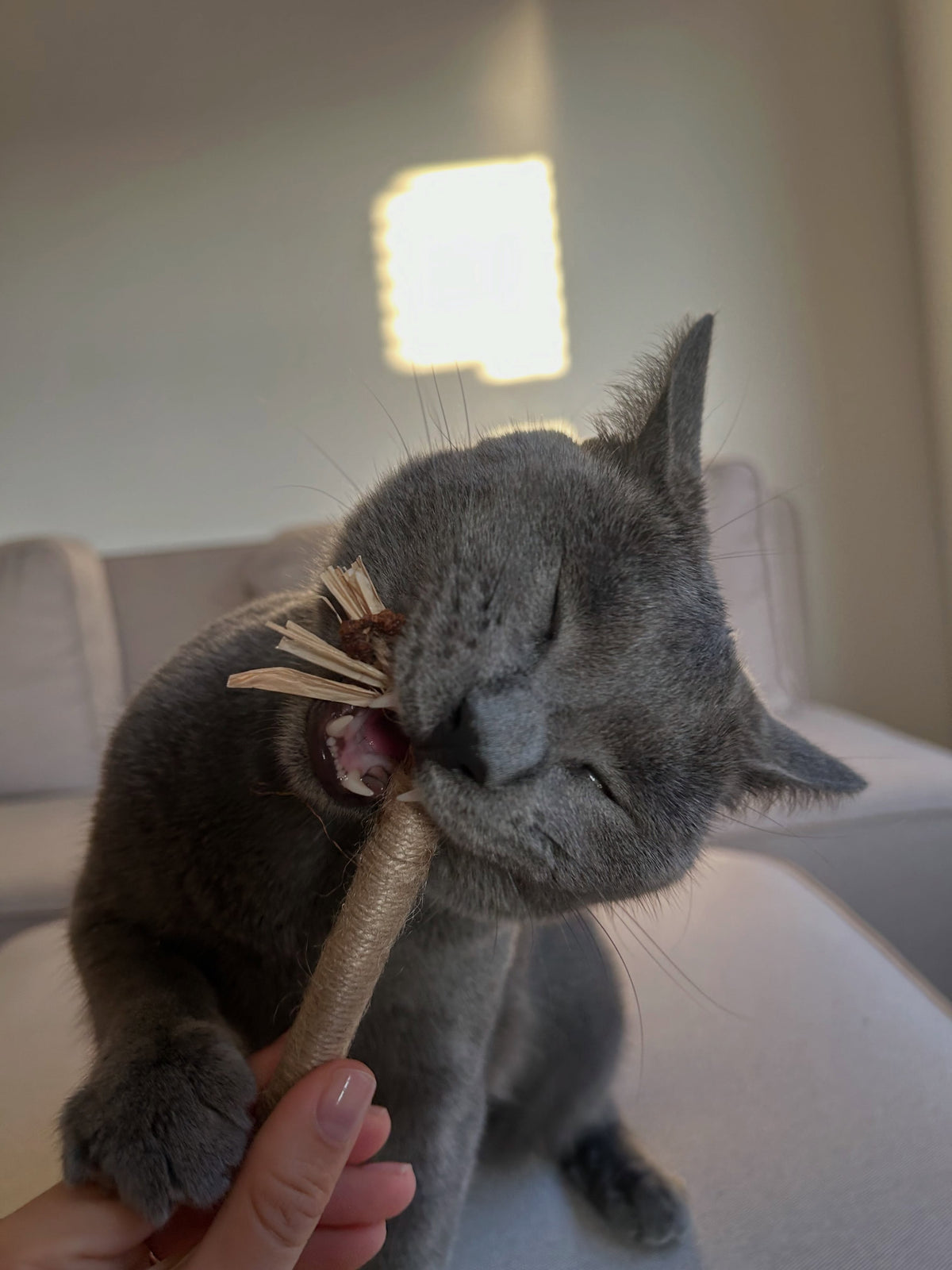 Remy hryzie prírodnú matatabi tyčinku Whisk pre mačky